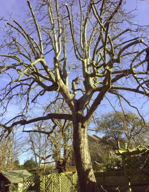 coupe d'arbres