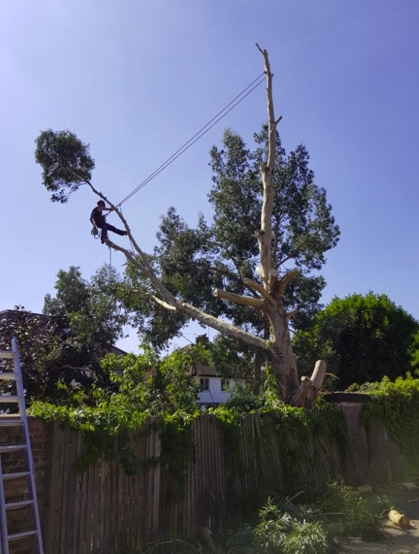 élagage d'arbres dangereux