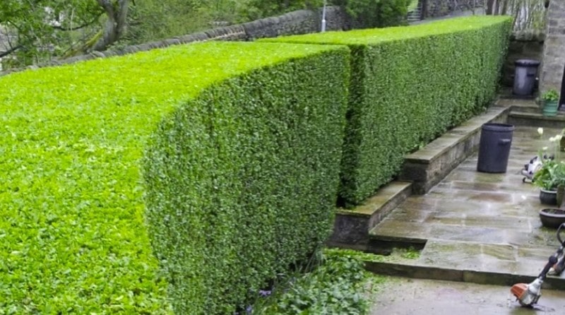 élagage taille de haies