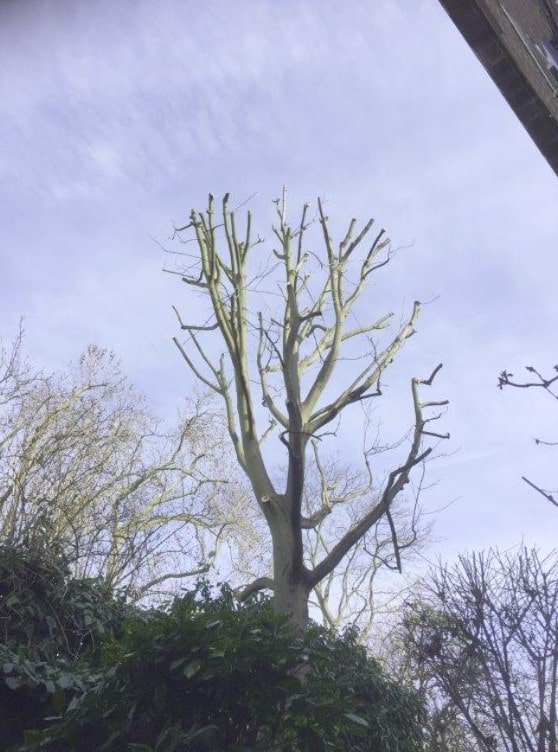 coupe d'arbres après