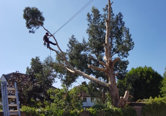 taille et coupe d'arbres